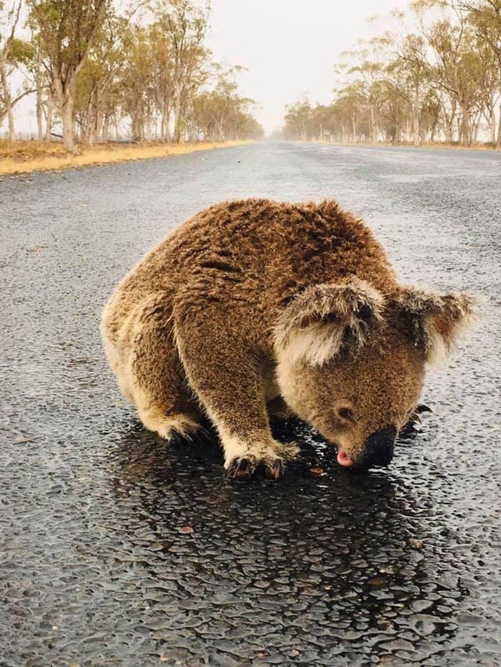 Gdy w Australii wreszcie spadł deszcz: