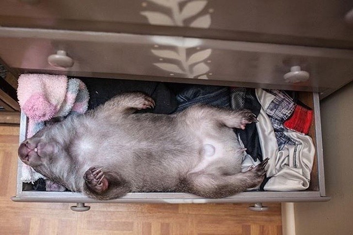 18. To uczucie kiedy budzisz się i widzisz wombata śpiącego w twojej szufladzie na skarpetki.