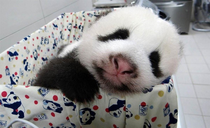 Oczywiście, ze śpi w łóżeczku w pandy.