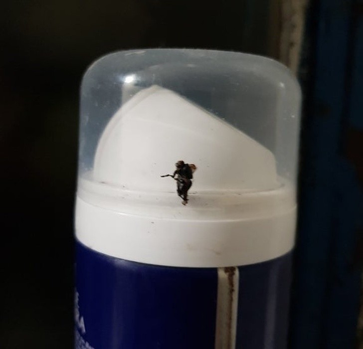 Ta martwa mucha przypomina żołnierza z miotaczem ognia.