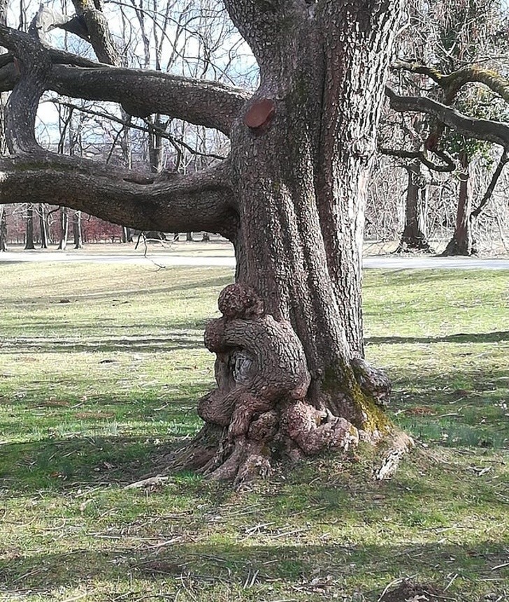 Drzewo wyglądające jakby obejmowało je dziecko