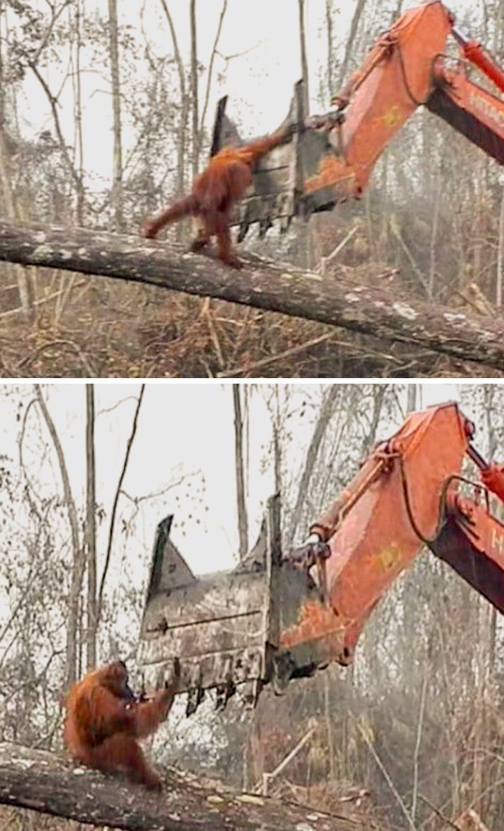 Orangutan próbujący uratować swój dom