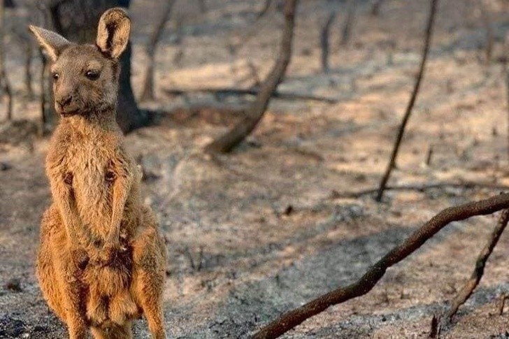 Zrozpaczony i zdezorientowany kangur po ogromnych pożarach w Australii