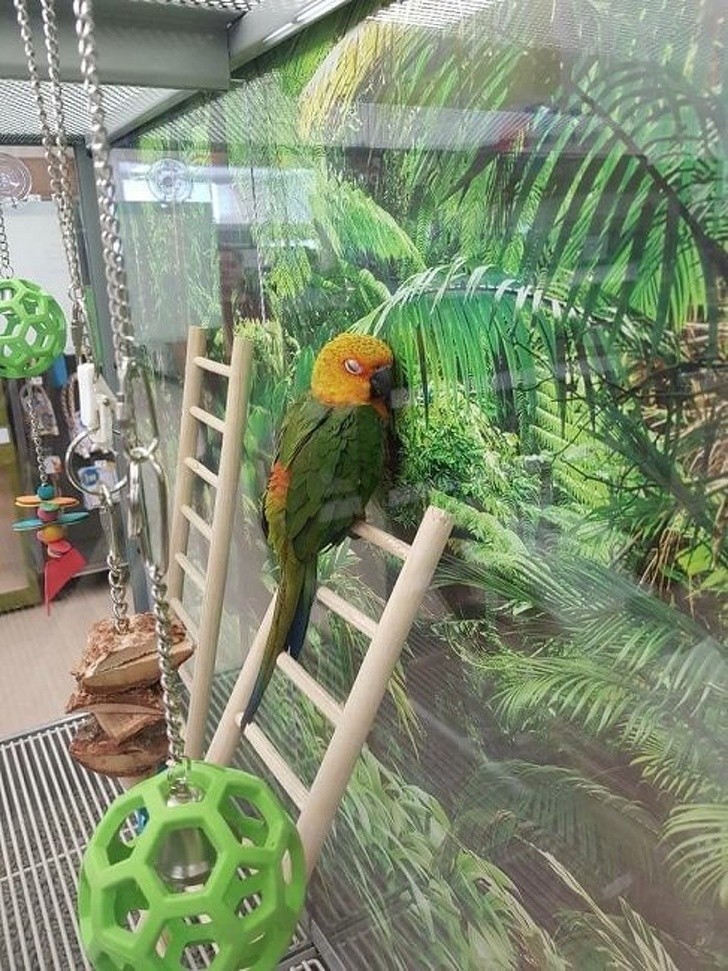 Amazońska papuga w sztucznym otoczeniu imitującym dżunglę