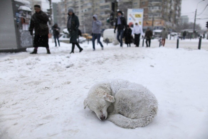 Bezpański pies w Bukareszcie zwinięty w kłębek po przejściu zamieci śnieżnej