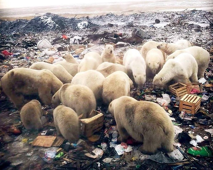 Niedźwiedzie polarne wyjadające śmieci