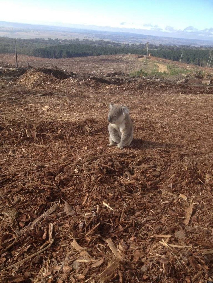 Koala siedząca wśród pozostałości jej domu