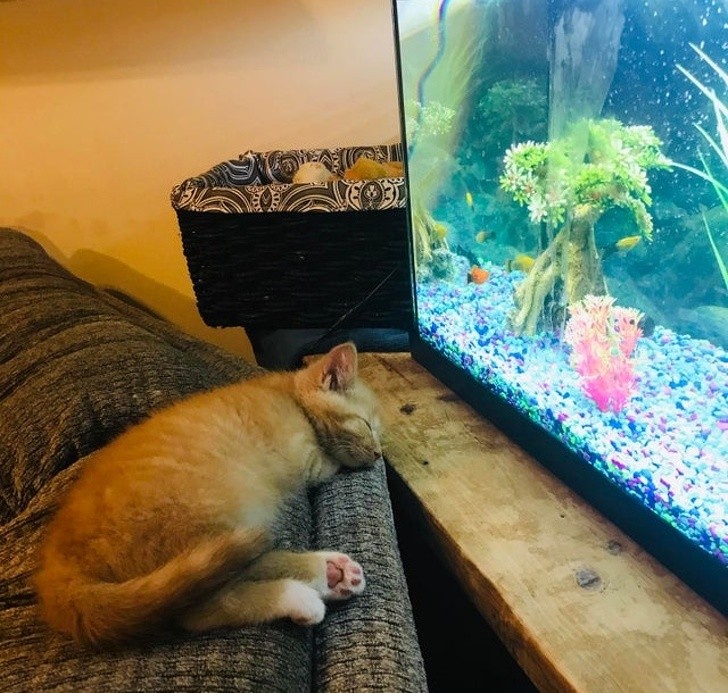"Louis zawsze zasypia oglądając rybki."