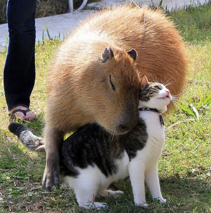 Kapibara uważająca kota za członka rodziny