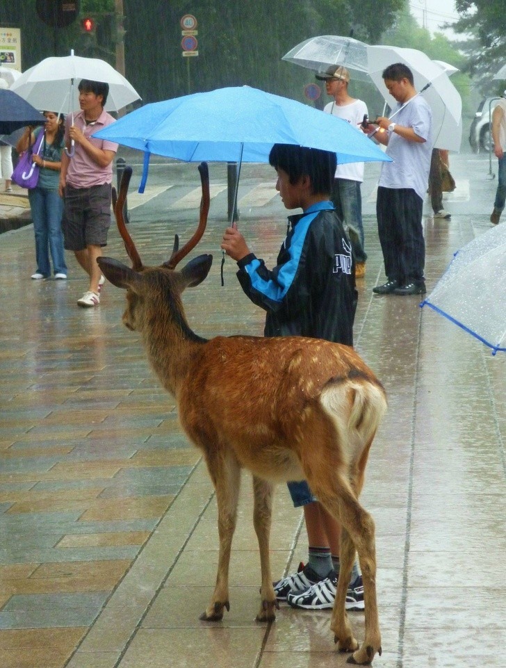 Ten chłopiec chroni jelonka przed deszczem.