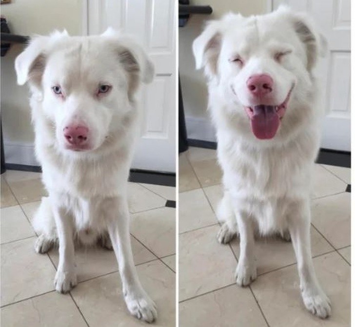 "Przed i po tym jak pokażę mojemu głuchemu psu na migi, że jest dobrym pieskiem."