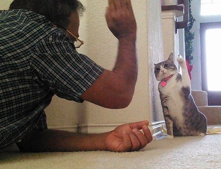 Ta kotka nauczyła się przybijać piątkę z właścicielem.