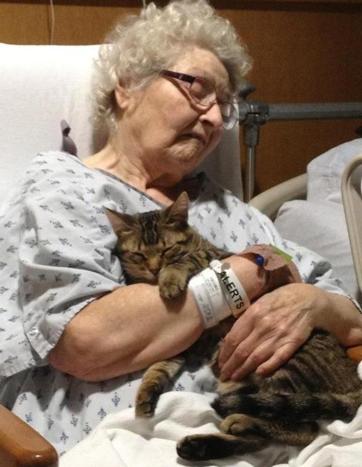 „Moja babcia złamała biodro. Jej kot, Vincent, odwiedza ją każdego dnia i zawsze wskakuje jej na ręce.”