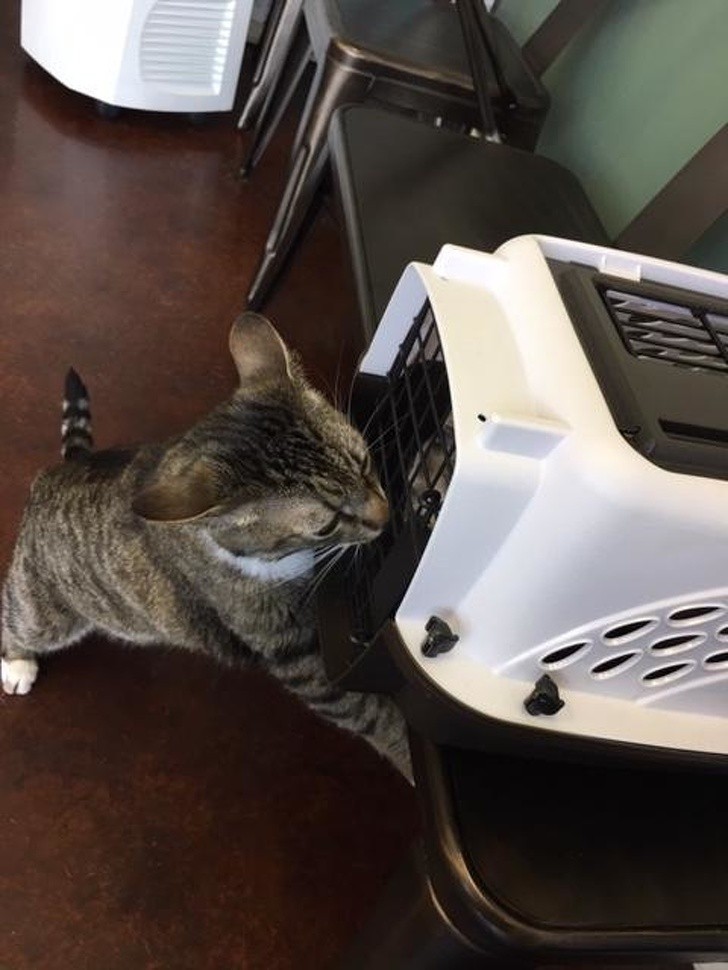 „Biurowy kot weterynarza wita wszystkich pacjentów i podnosi ich na duchu.”
