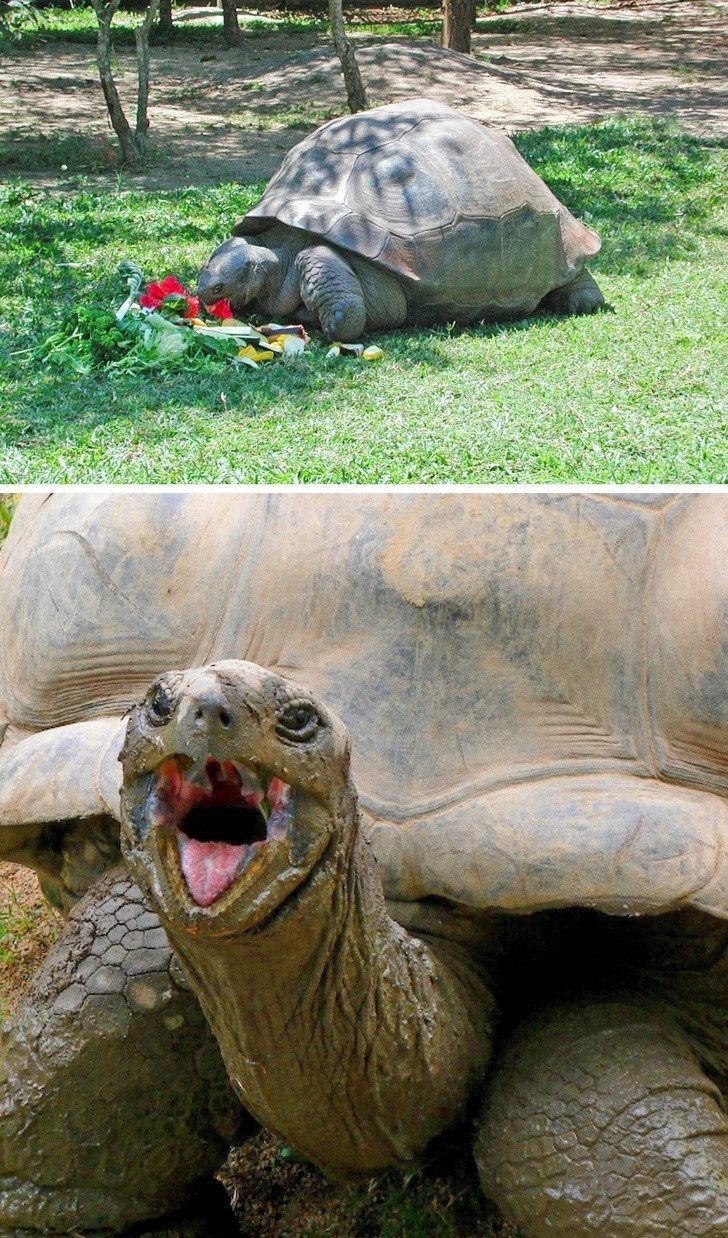 1. Żółwica Harriet, która dożyła niemal 176 lat