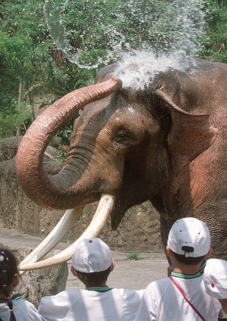 4. Lin Wang, słoń, który dożył 86 lat