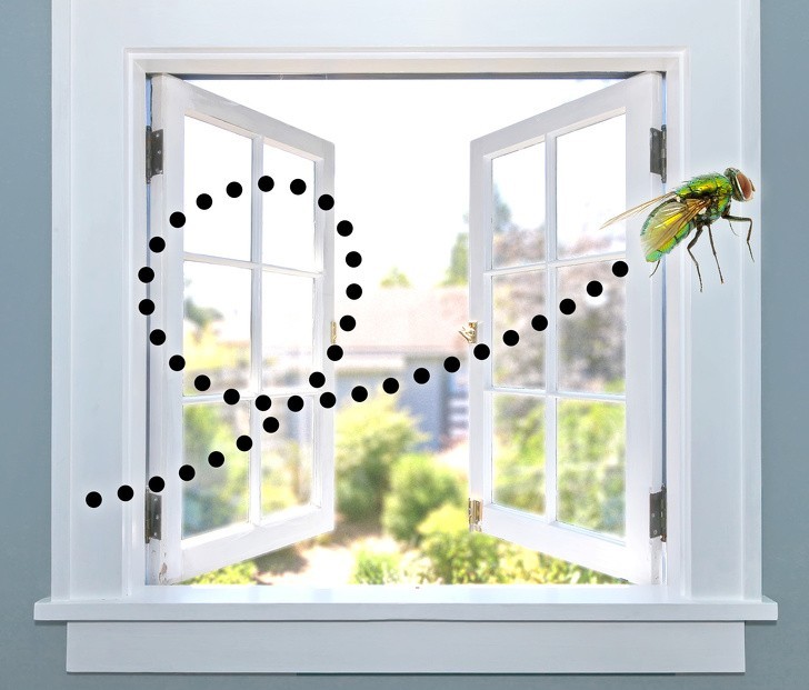  3. Dlaczego muchy nie potrafią wylecieć przez otwarte okno