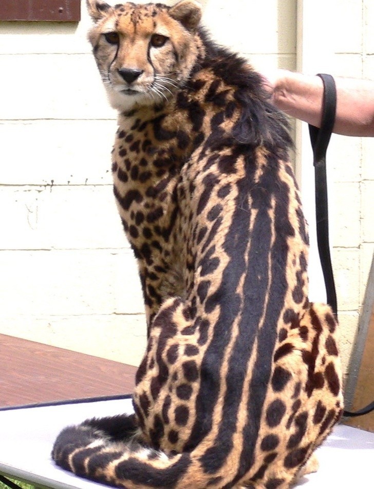 Ten gepard wygląda jakby podrapał sobie grzbiet.