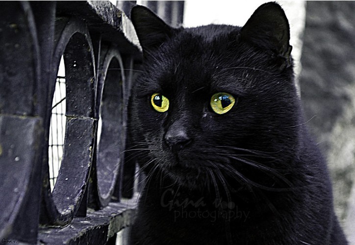 Czarny kot z osobliwymi oczami