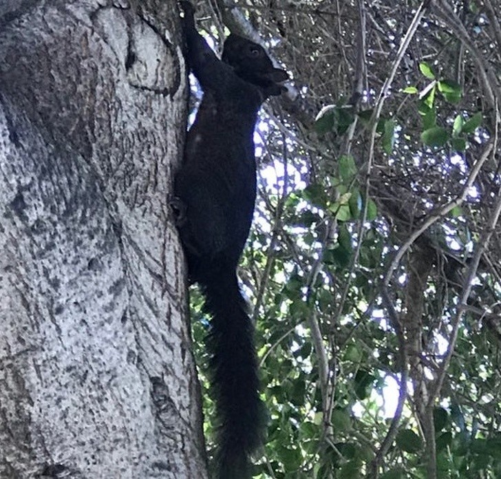 Ta czarna wiewiórka musi być często mylona z czarnym kotem.