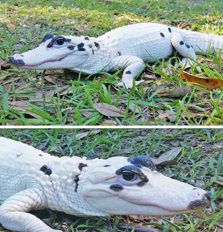 Aligator albinos