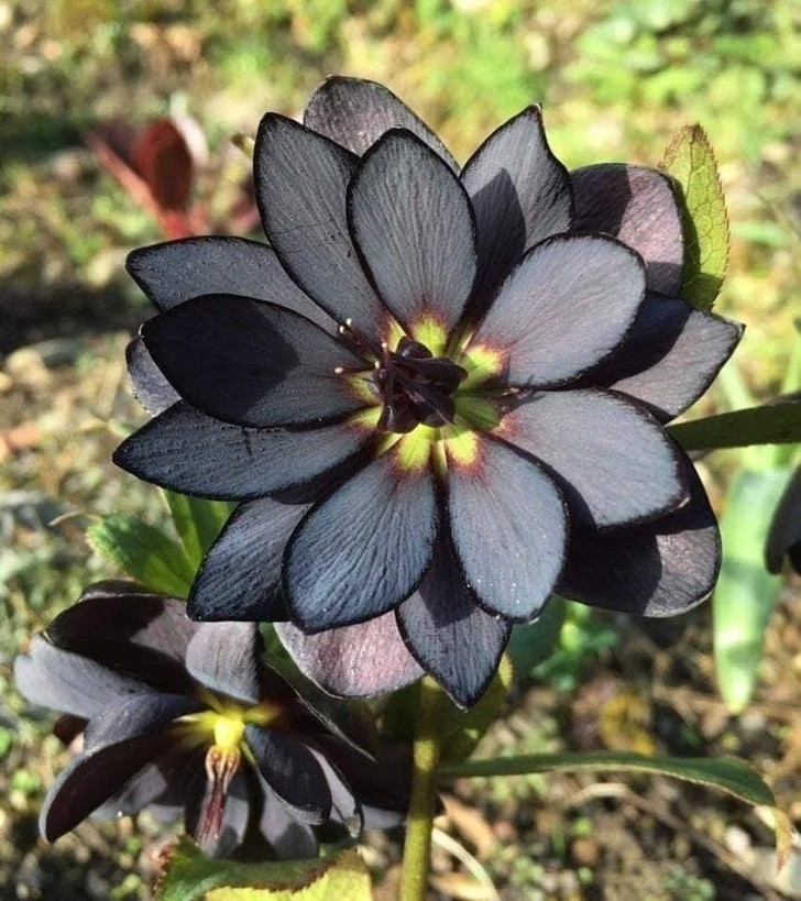 22. Natura potrafi nawet pomalować kwiat lotosu na czarno