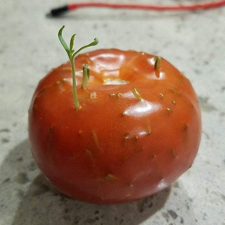 6. Pomidor dający życie nowym nasionom