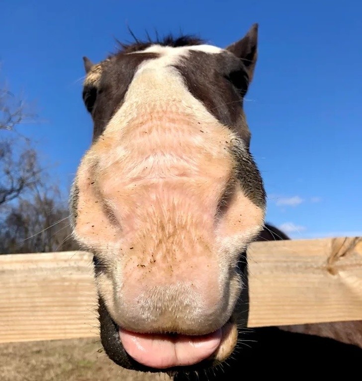 „Szczęśliwy koń o imieniu Snickers”