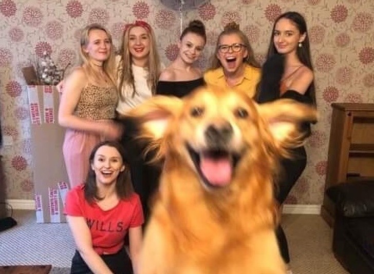 „Moja dziewczyna chciała zrobić sobie grupowe zdjęcie z koleżankami. Nasz pies postanowił wkroczyć do akcji.”