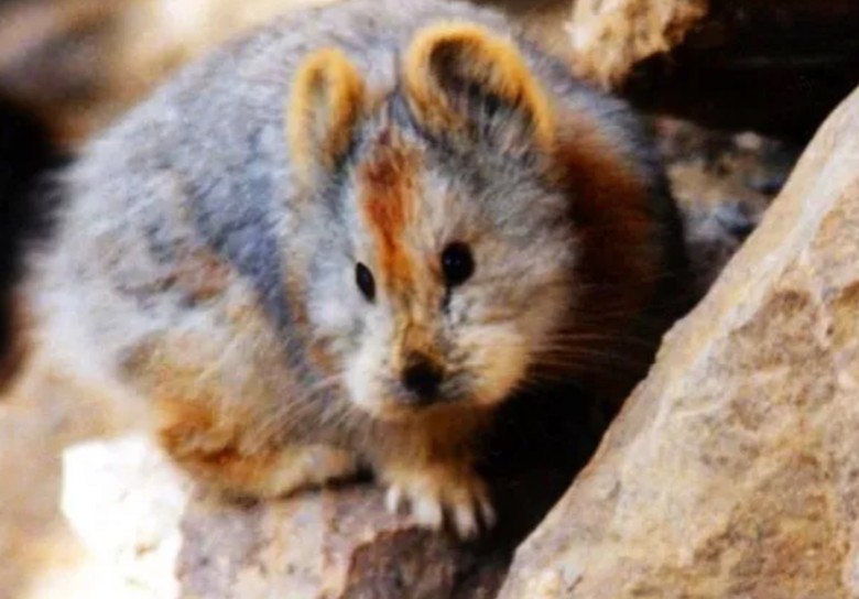 Wygląda jak królik z krótkimi uszami. W rzeczywistości to szczekuszka urwiskowa . Żyje wyłącznie na małym terenie w północno-zachodnich Chinach i niezwykle ciężko ją spotkać.