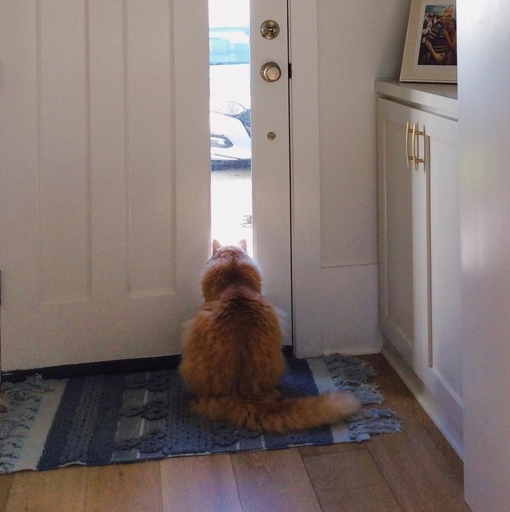 "Mąż pracuje w domu od ponad miesiąca, ale Marty wciąż czeka na niego przy drzwiach, każdego dnia o 17."