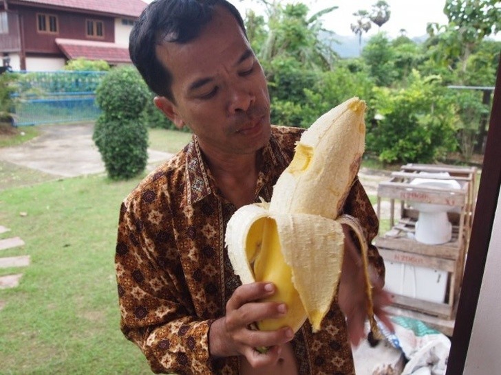 12. W Tajlandii rosną 22 typy bananów. Niektóre z nich są ogromne