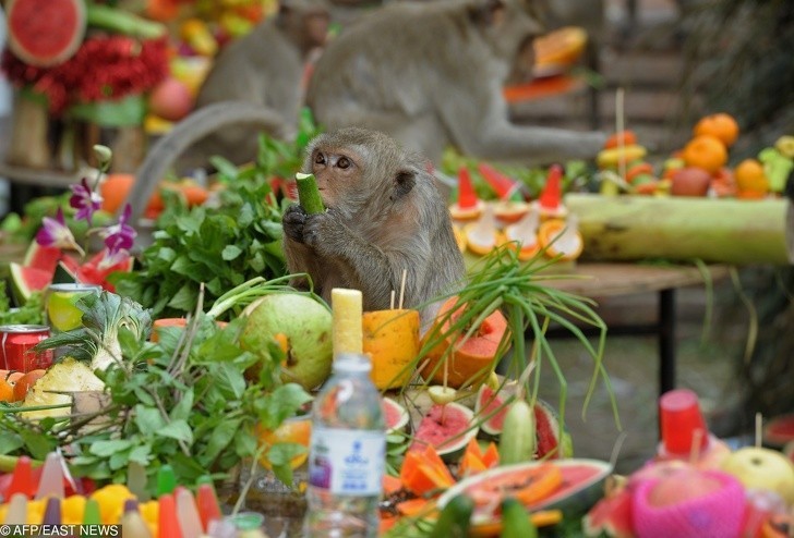 10. Ogromny festiwal wyprawiany wyłącznie dla lokalnych małp