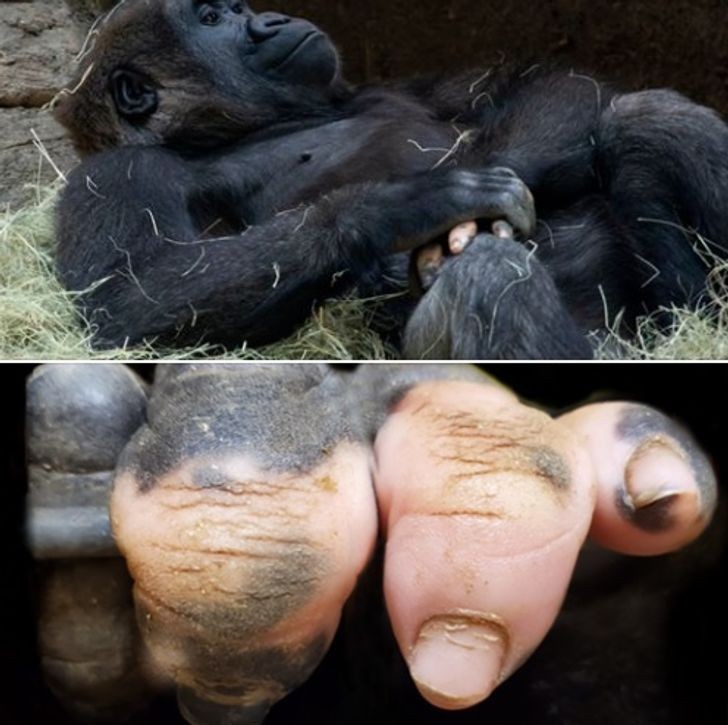 Palce tego goryla wyglądają podobnie do ludzkich.