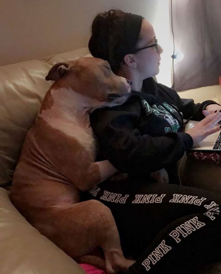 Ten adoptowany pitbull nie odstępuje swojej właścicielki na krok.