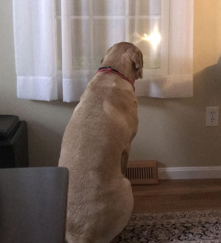 "To mój pies, czekający na powrót mojego taty z pracy."