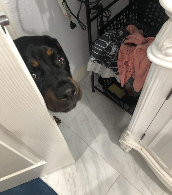 "Mój pies zagląda do łazienki by sprawdzić czy wszystko u mnie w porządku."
