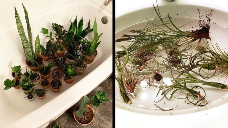 8. Przygotuj kąpiel dla swoich roślin.