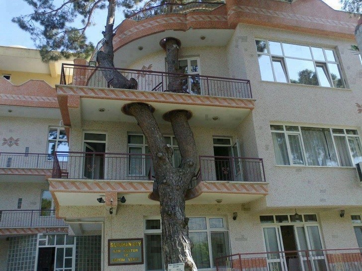 1. Kto powiedział, że nie możesz dzielić balkonu z olbrzymim drzewem?