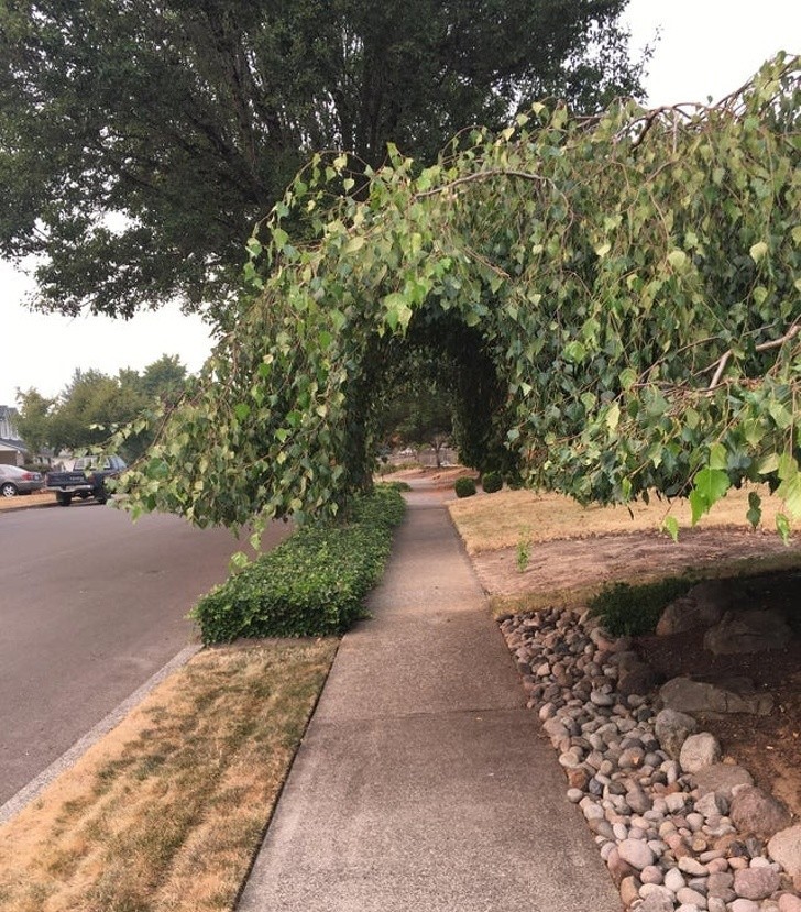 4. Mój sąsiad przystrzygł swoje drzewo aby można było bez przeszkód poruszać się po chodniku.