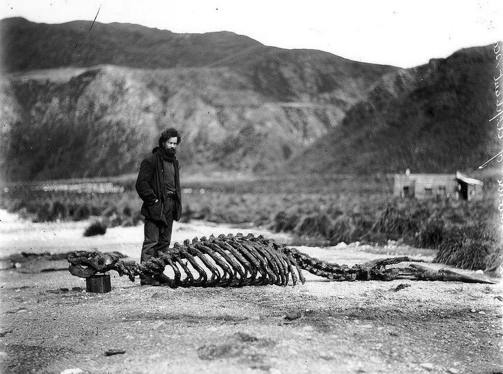 15. Harold Hamilton, naukowiec będący członkiem pierwszej australijskiej ekspedycji na Antarktyce, stojący obok szkieletu lwa morskiego, 1913
