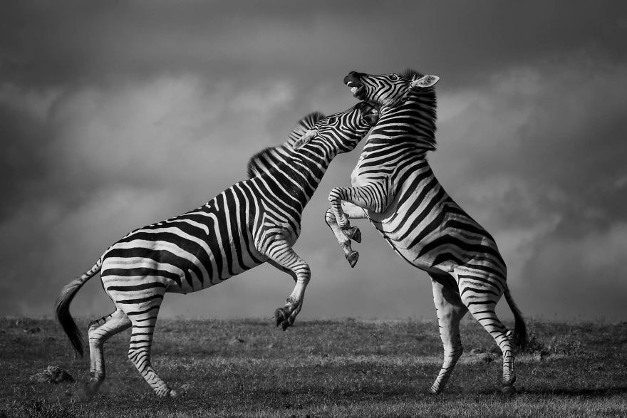 Taniec zebr, Addo, Republika Południowej Afryki