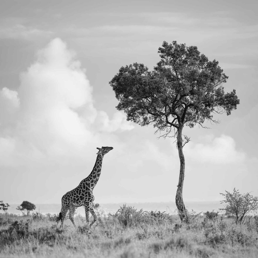 Drzewo żyrafy