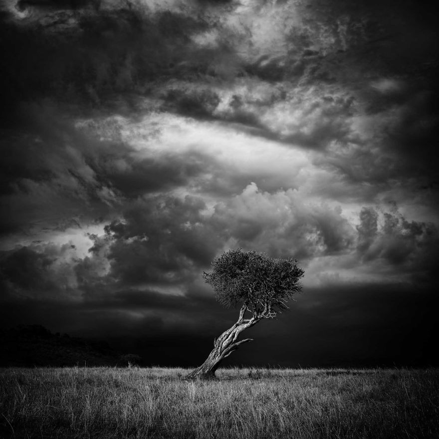 Drzewo na tle burzy, Kenia