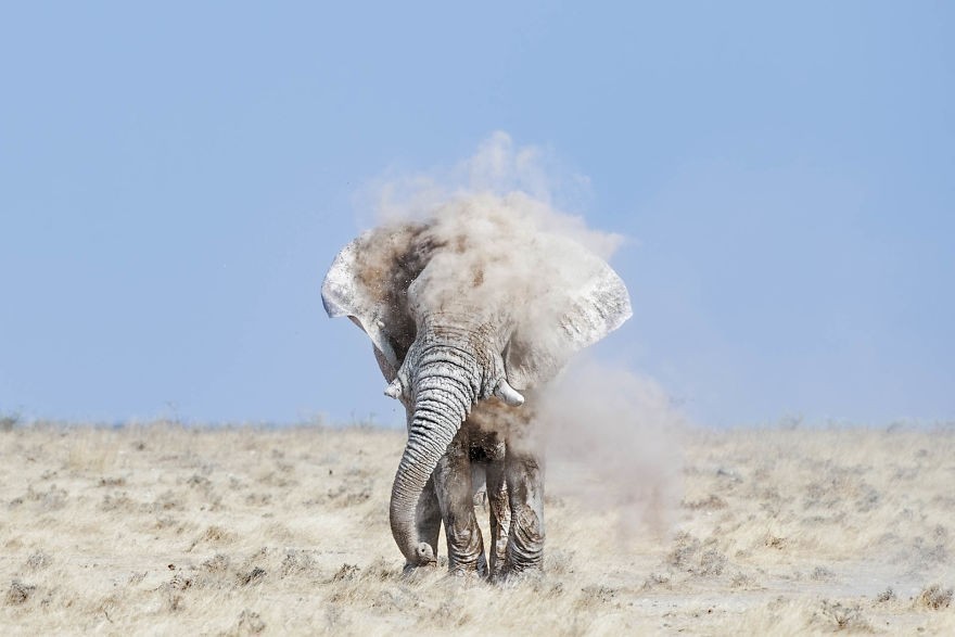 Kąpiel piaskowa słonia