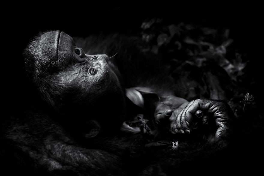 Marzący szympans, Uganda