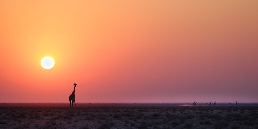 Żyrafa na tle wschodu słońca