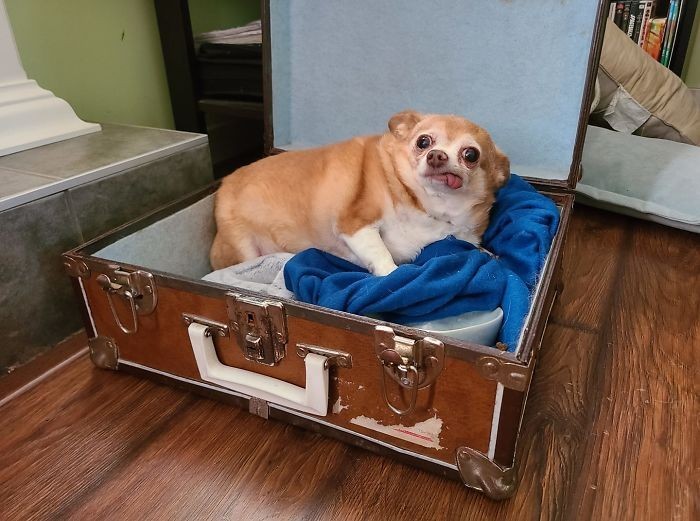 "Pilnuję domu znajomych. Towarzyszy mi ich pies sypiający w starej walizce."