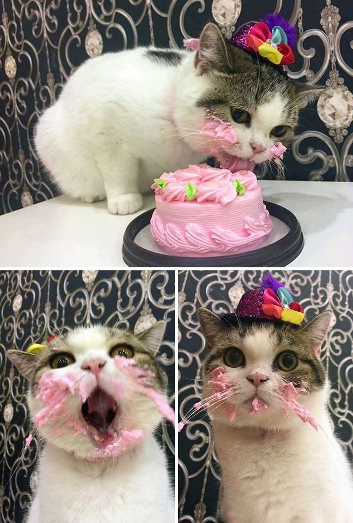 Kot i jego tort urodzinowy