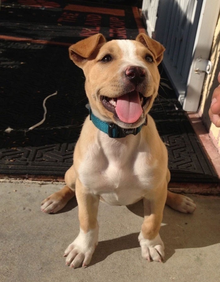 Pitbull + beagle